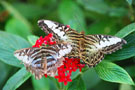 London Butterflies